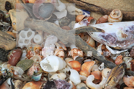 信用卡逾期開庭查詢(怎么查信用卡逾期被起訴名單)