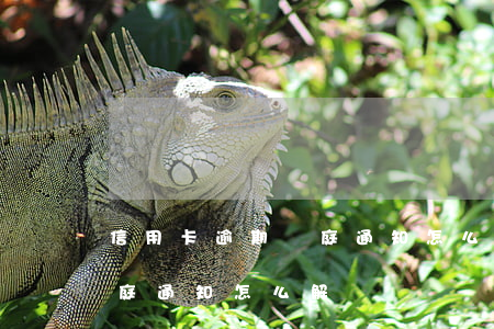 信用卡逾期開庭通知怎么解決(信用卡逾期開庭通知怎么解決)