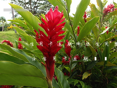 信用卡逾期降低信用度怎么辦(有什么辦法消除信用卡逾期記錄)