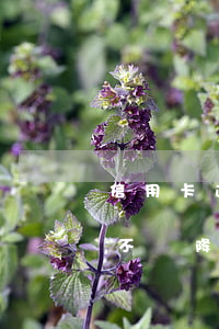 信用卡逾期降額還不上怎么辦-逾期還款會不會降額度