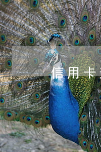 信用卡逾期降额咋办