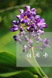 信用卡逾期限免 無(wú)限期信用卡