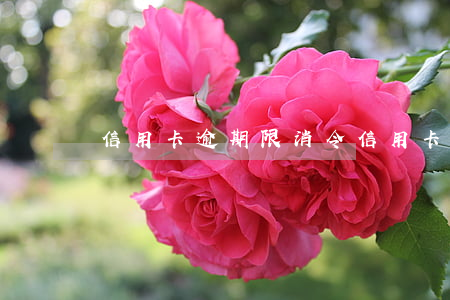 信用卡逾期限消令(信用卡逾期多少钱)