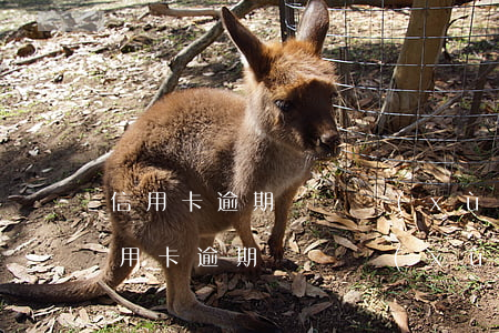 信用卡逾期陸陸續(xù)續(xù)還（信用卡逾期陸陸續(xù)續(xù)）