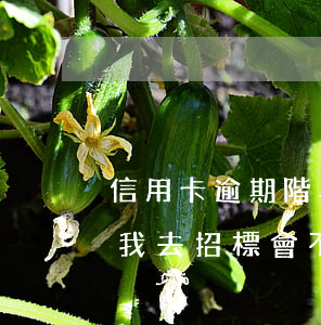 信用卡逾期階段W(信用卡逾期階段公司委托我去招標會不會來公司找我)