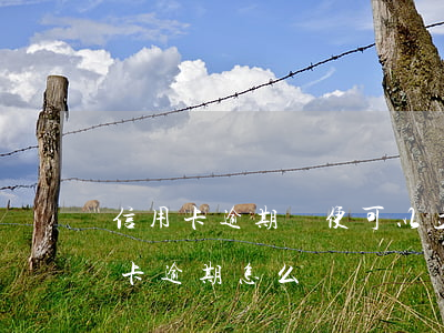 信用卡逾期隨便可以立案嗎(因刑事案件信用卡逾期怎么辦)