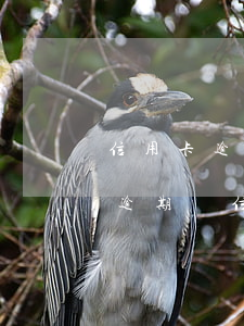 信用卡逾期電信催款免息是真的嗎-信用卡逾期電信催款免息是真的嗎嗎