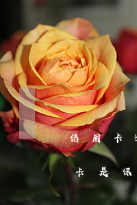 信用卡逾期需要停止息損嗎(逾期停用的信用卡是保留還是注銷)