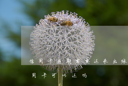 信用卡逾期需要还未出账的吗(未出账单的信用卡可以还吗)