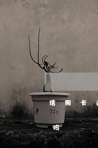信用卡逾期非要还全额(逾期会要求全额还款吗)