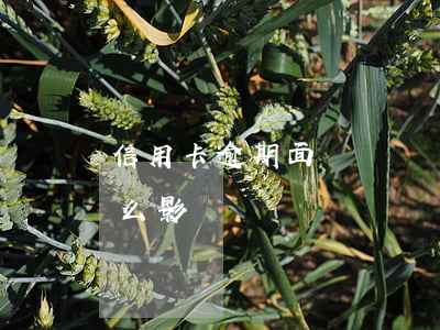 信用卡逾期面簽還過嗎(信用卡逾期面簽有什么影響)