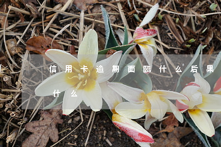 信用卡逾期面臨什么后果(信用卡逾期后果是什么)