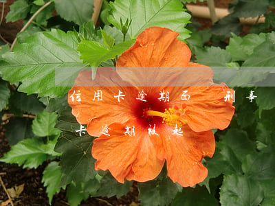 信用卡逾期面臨刑事訴訟怎么辦(因服刑信用卡逾期被起訴)