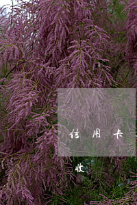 信用卡逾期頻繁上門 信用卡逾期頻繁上門催收