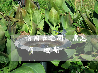 信用卡逾期額度忘記了怎么查(怎么查信用卡有沒逾期)