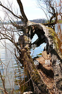 信用卡逾期額度會(huì)下降嗎(信用卡逾期多久降低額度)