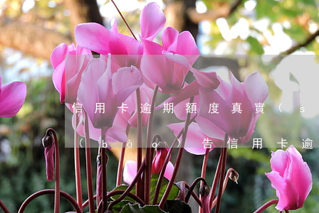 信用卡逾期額度真實(shí)照片(征信報(bào)告信用卡逾期圖片)