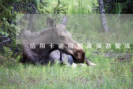 信用卡逾期額度突然變成0(信用卡 額度0)