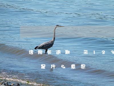 信用卡逾期顯示1234(信用卡逾期顯示呆賬是什么意思)