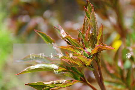 信用卡逾期顯示帳戶異常(信用卡逾期顯示帳戶異常)