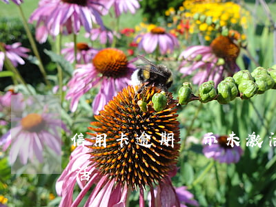 信用卡逾期顯示未激活(信用卡逾期顯示未激活)
