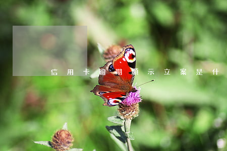 信用卡逾期顯示立案是什么意思