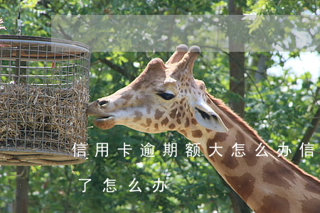 信用卡逾期额大怎么办(信用卡逾期利息太高了怎么办)