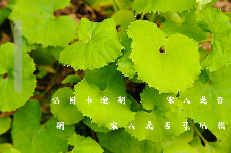 信用卡逾期騷擾家人是否可以投訴(信用卡逾期騷擾家人是否可以投訴他)