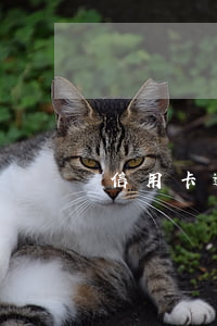 信用卡逾期高危用户 高逾期风险是什么意思
