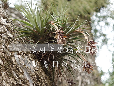 信用卡逾期高額利息法律支持嗎-信用卡逾期高額利息法律支持嗎知乎
