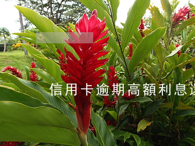 信用卡逾期高額利息還不起