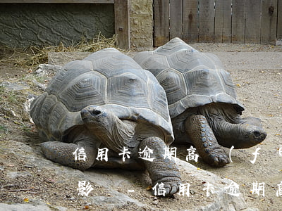 信用卡逾期高風(fēng)險客戶有什么影響-信用卡逾期高風(fēng)險客戶有什么影響呢