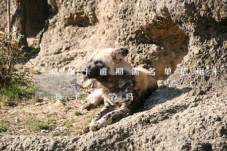 信用卡 逾期 黑名单(信用卡逾期黑名单会影响孩子上学吗)
