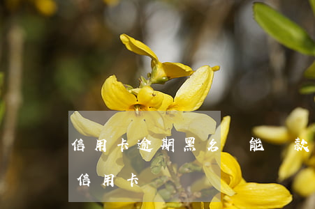 信用卡逾期黑名單能貸款嗎(黑名單還可以用信用卡嗎)