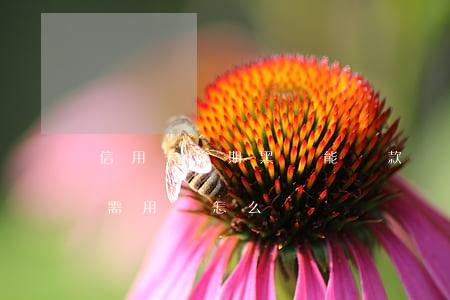 信用卡逾期黑戶能貸款嗎(黑戶信用卡逾期急需用錢怎么辦)