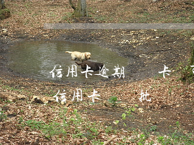 信用卡逾期龍騰卡還可以用嗎-有逾期申請信用卡還會批嗎?
