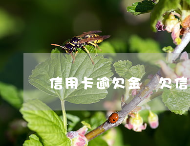 信用卡逾欠金額(欠信用卡逾期還款后果)