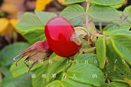 信用卡過(guò)了5天算逾期嗎(信用卡逾期第五天還的)