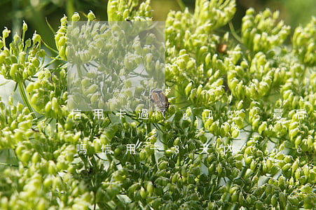 信用卡過(guò)最后還款日兩天算逾期嗎(信用卡3天內(nèi)還款算逾期嗎)