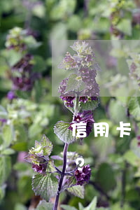 信用卡過了五天還款日算逾期嗎？如何處理？