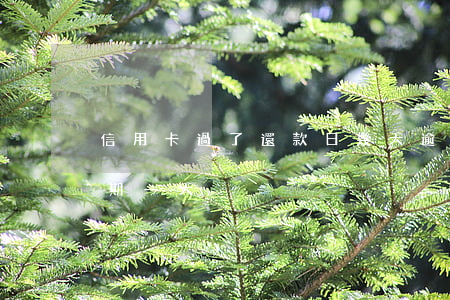 信用卡過了還款日幾天逾期(忘記還信用卡逾期一天)