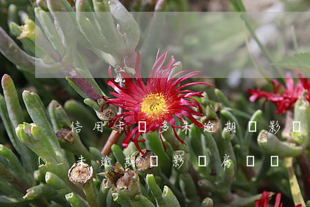 信用卡過多未逾期會影響房貸嗎(信用卡過多未逾期會影響房貸嗎)