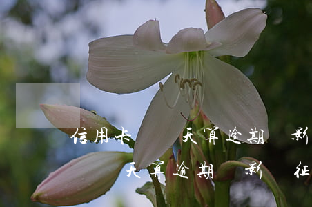信用卡過幾天算逾期會影響征信嗎-信用卡過幾天算逾期會影響征信嗎知乎