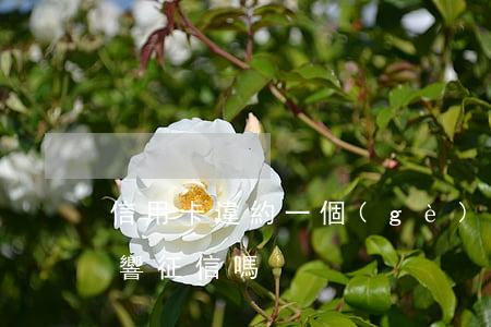 信用卡違約一個(gè)月會(huì)影響征信嗎