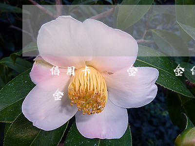 信用卡 違約金 滯納金（信用卡逾期幾天收滯納金）