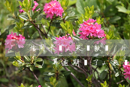 信用卡遲2天還款會(huì)不會(huì)算逾期(遲了2天還信用卡)