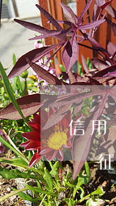 信用卡還不上和銀行協(xié)商還款影響征信-信用卡還不上和銀行協(xié)商還款影響征信嗎