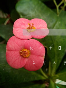 信用卡還不上如何申請停息(信用卡還不上是否可以申請停止利息)