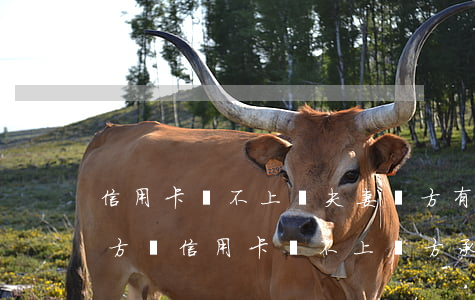 信用卡還不上對夫妻雙方有什么影響(夫妻一方辦信用卡還不上對方承擔責任嗎)