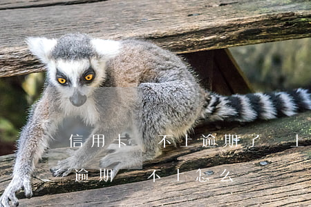 信用卡還不上逾期了會上征信嗎-欠信用卡逾期還不上怎么辦